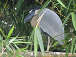 Boat-billed Heron    